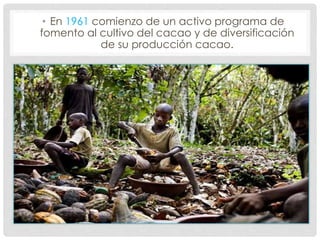 • En 1961 comienzo de un activo programa de
fomento al cultivo del cacao y de diversificación
de su producción cacao.
 