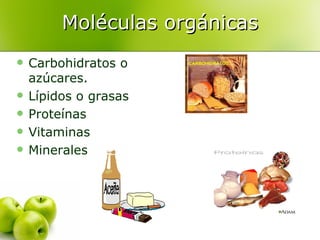 Moléculas orgánicas Carbohidratos o azúcares. Lípidos o grasas Proteínas Vitaminas Minerales 