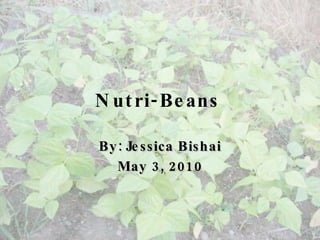 Nutri-Beans   By: Jessica Bishai May 3, 2010 
