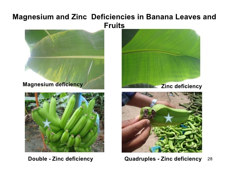 Nutriplus Power Products