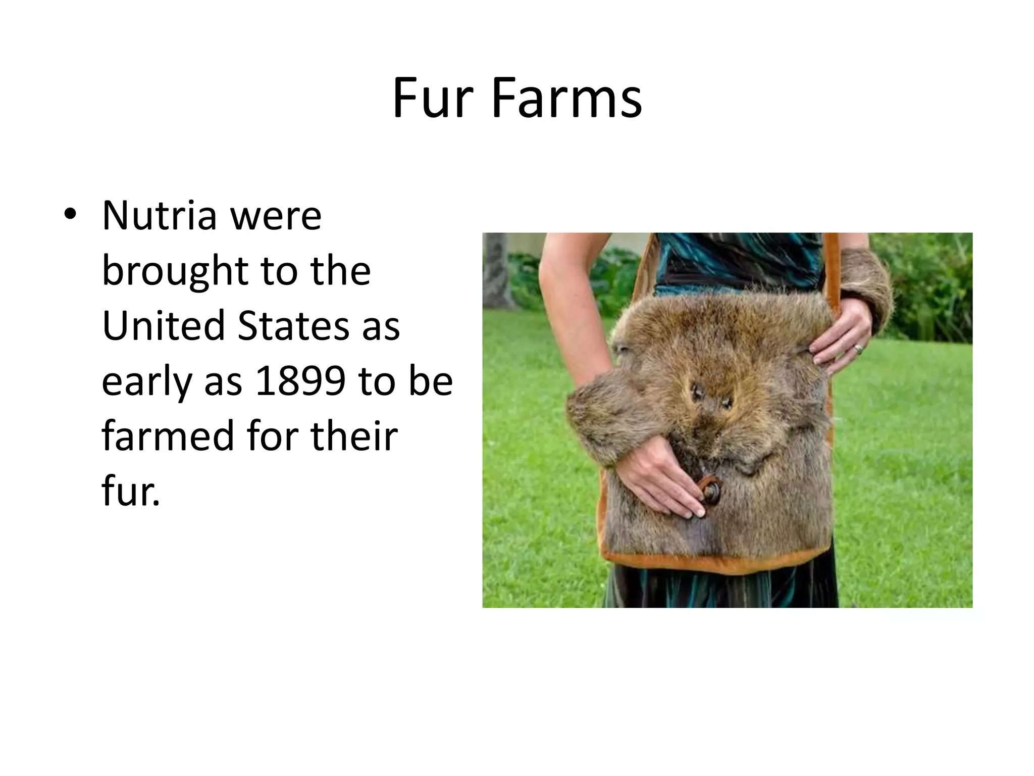 Nutria | PPTX
