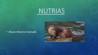 NUTRIAS
• Álvaro Moreno Granado
 