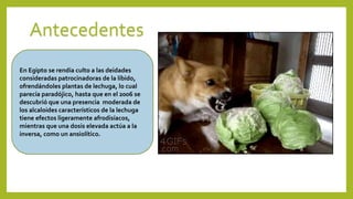 En Egipto se rendía culto a las deidades
consideradas patrocinadoras de la líbido,
ofrendándoles plantas de lechuga, lo cual
parecía paradójico, hasta que en el 2006 se
descubrió que una presencia moderada de
los alcaloides característicos de la lechuga
tiene efectos ligeramente afrodisíacos,
mientras que una dosis elevada actúa a la
inversa, como un ansiolítico.
Antecedentes
 