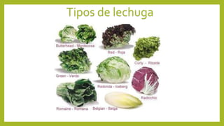 Tipos de lechuga
 
