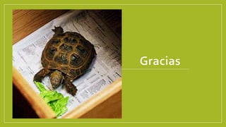 Nutrición La Lechuga