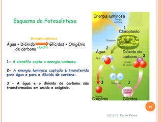 Esquema da Fotossíntese

Energia luminosa
1
Cloroplasto

Energia luminosa

Água + Dióxido
de carbono

clorofila

Clorofila

Glícidos + Oxigénio
Água

2

1- A clorofila capta a energia luminosa

Dióxido de
carbono 2

2- A energia luminosa captada é transferida
para água e para o dióxido de carbono.
3 – A água e o dióxido de carbono são
transformados em amido e oxigénio.

3

3

Oxigénio

Glícidos
10

02-12-13 Carlos Palma

 