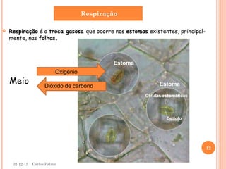 Respiração


Respiração é a troca gasosa que ocorre nos estomas existentes, principalmente, nas folhas.

Estoma

Meio

Oxigénio
Dióxido de carbono

Estoma
Células estomáticas

Ostíolo

12

02-12-13

Carlos Palma

 