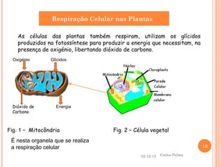 Respiração Celular nas Plantas
As células das plantas também respiram, utilizam os glícidos
produzidos na fotossíntese para produzir a energia que necessitam, na
presença de oxigénio, libertando dióxido de carbono.
Oxigénio

Glícidos

.
Dióxido de
Carbono

Energia

Fig. 1 – Mitocôndria

Fig. 2 – Célula vegetal

É nesta organela que se realiza
a respiração celular

13
02-12-13

Carlos Palma

 