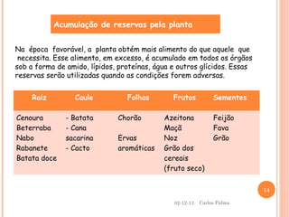 Acumulação de reservas pela planta
Na época favorável, a planta obtém mais alimento do que aquele que
necessita. Esse alimento, em excesso, é acumulado em todos os órgãos
sob a forma de amido, lípidos, proteínas, água e outros glícidos. Essas
reservas serão utilizadas quando as condições forem adversas.
Raiz
Cenoura
Beterraba
Nabo
Rabanete
Batata doce

Caule
- Batata
- Cana
sacarina
- Cacto

Folhas
Chorão
Ervas
aromáticas

Frutos

Sementes

Azeitona
Maçã
Noz
Grão dos
cereais
(fruto seco)

Feijão
Fava
Grão

14
02-12-13

Carlos Palma

 