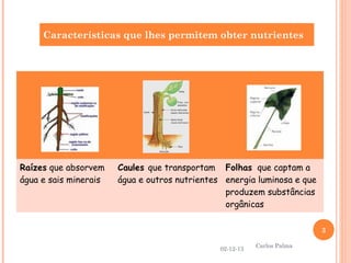 Características que lhes permitem obter nutrientes

Raízes que absorvem
água e sais minerais

Caules que transportam Folhas que captam a
água e outros nutrientes energia luminosa e que
produzem substâncias
orgânicas
3
02-12-13

Carlos Palma

 