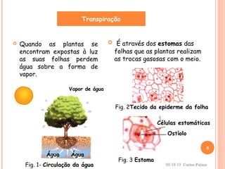 Transpiração



Quando as plantas se
encontram expostas à luz
as suas folhas perdem
água sobre a forma de
vapor.

 É através dos estomas das

folhas que as plantas realizam
as trocas gasosas com o meio.

Vapor de água

Fig. 2Tecido da epiderme da folha
Células estomáticas
Ostíolo
Água

Água

Fig. 1- Circulação da água

6

Fig. 3 Estoma

02-12-13 Carlos Palma

 
