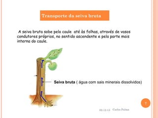 Transporte da seiva bruta
A seiva bruta sobe pelo caule até às folhas, através de vasos
condutores próprios, no sentido ascendente e pela parte mais
interna do caule.

Seiva bruta ( água com sais minerais dissolvidos)

7
02-12-13

Carlos Palma

 