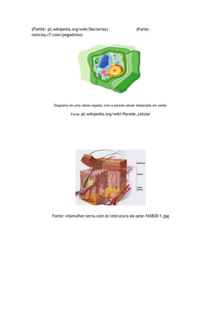 (Fonte: pt.wikipedia.org/wiki/Bacterias) (Fonte:
noticias.r7.com/pegadinha)
Diagrama de uma célula vegetal, com a parede celular destacada em verde.
Fonte: pt.wikipedia.org/wiki/Parede_celular
Fonte: vilamulher.terra.com.br/estrutura-da-pele-165830-1.jpg
 