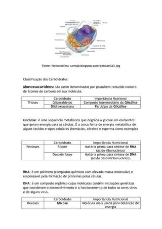 Fonte: farmaciafmu-turmab.blogspot.com/celulanila3.jpg
Classificação dos Carboidratos:
Monossacarídeos: são assim denominados por possuírem reduzido número
de átomos de carbono em sua molécula.
Carboidrato Importância Nutrional
Trioses Gliceraldeido Composto intermediário da Glicólise
Diidroxiacetona Participa da Glicólise
Glicólise: é uma sequencia metabólica que degrada a glicose em elementos
que geram energia para as células. É a única fonte de energia metabólica de
alguns tecidos e tipos celulares (hemácias, cérebro e esperma como exemplo)
Carboidrato Importância Nutricional
Pentoses Ribose Matéria prima para síntese de RNA
(ácido ribonucleico)
Desoxirribose Matéria prima para síntese de DNA
(ácido desoxirribonucleico)
RNA: é um polímero (compostos químicos com elevada massa molecular) e
responsável pela formação de proteínas pelas células.
DNA: é um composto orgânico cujas moléculas contêm instruções genéticas
que coordenam o desenvolvimento e o funcionamento de todos os seres vivos
e de alguns vírus.
Carboidrato Importância Nutricional
Hexoses Glicose Molécula mais usada para obtenção de
energia
 