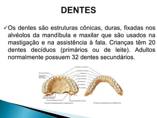 Os dentes são estruturas cônicas, duras, fixadas nos
alvéolos da mandíbula e maxilar que são usados na
mastigação e na assistência à fala. Crianças têm 20
dentes decíduos (primários ou de leite). Adultos
normalmente possuem 32 dentes secundários.
 