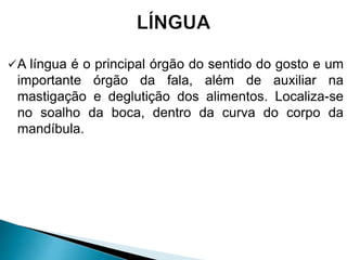 A língua é o principal órgão do sentido do gosto e um
importante órgão da fala, além de auxiliar na
mastigação e deglutição dos alimentos. Localiza-se
no soalho da boca, dentro da curva do corpo da
mandíbula.
 