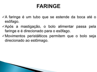 A faringe é um tubo que se estende da boca até o
esôfago.
Após a mastigação, o bolo alimentar passa pela
faringe e é direcionado para o esôfago.
Movimentos peristálticos permitem que o bolo seja
direcionado ao estômago.
 