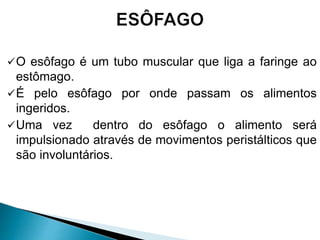 O esôfago é um tubo muscular que liga a faringe ao
estômago.
É pelo esôfago por onde passam os alimentos
ingeridos.
Uma vez dentro do esôfago o alimento será
impulsionado através de movimentos peristálticos que
são involuntários.
 