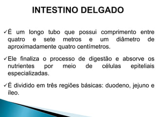 É um longo tubo que possui comprimento entre
quatro e sete metros e um diâmetro de
aproximadamente quatro centímetros.
Ele finaliza o processo de digestão e absorve os
nutrientes por meio de células epiteliais
especializadas.
É dividido em três regiões básicas: duodeno, jejuno e
íleo.
 
