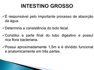 É responsável pelo importante processo de absorção
da água.
Determina a consistência do bolo fecal.
Constitui a parte final do tubo digestivo e possui
rica flora bacteriana.
Possui aproximadamente 1,5m e é dividido funcional
e anatomicamente em três partes.
 