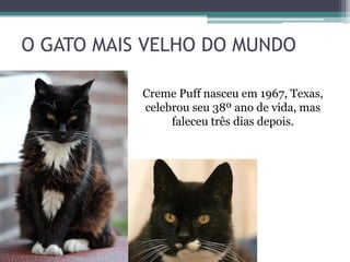 O GATO MAIS VELHO DO MUNDO
Creme Puff nasceu em 1967, Texas,
celebrou seu 38º ano de vida, mas
faleceu três dias depois.
 