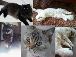 HAND, M.S.; THATCHER, C.D.; REMILLARD, R.L. Nutrición Clínica em
Pequeños Animales. 4 ed. Bogotá, 2000.
FORTNEY,W.D. Geriatria e Senilidade. In: HOSKINS,J.D. Geriatria e
gerontologia do cão e do gato. 2 ed. São Paulo: Roca, 2008. p.1-4.
 