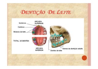 DENTIÇÃO DE LEITE
 