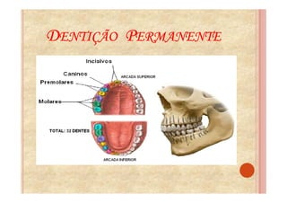 DENTIÇÃO PERMANENTE
 