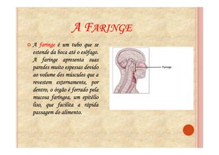 A FARINGE
A faringe é um tubo que se
estende da boca até o esôfago.
                      esôfago.
A faringe apresenta suas
paredes muito espessas devido
ao volume dos músculos que a
revestem externamente, por
dentro, o órgão é forrado pela
mucosa faríngea, um epitélio
liso, que facilita a rápida
             alimento.
passagem do alimento.
 