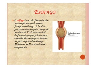 ESÔFAGO
                     fibro-músculo-
O esôfago é um tubo fibro-músculo-
mucoso que se estende entre a
faringe e o estômago. Se localiza
posteriomente à traquéia começando
na altura da 7ª vértebra cervical.
Perfura o diafragma pela abertura
chamada hiato esofágico e termina
na parte superior do estômago.
Mede cerca de 25 centímetros de
comprimento.
 