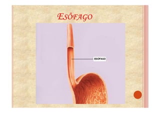 ESÔFAGO
 