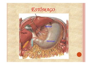 ESTÔMAGO
 