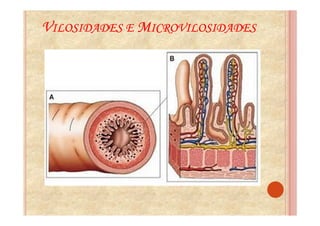 VILOSIDADES E MICROVILOSIDADES
 