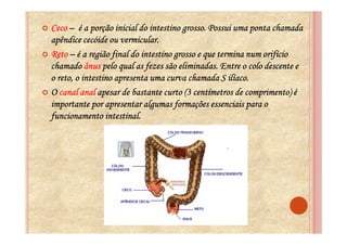 Ceco – é a porção inicial do intestino grosso. Possui uma ponta chamada
apêndice cecóide ou vermicular.
Reto – é a região final do intestino grosso e que termina num orifício
chamado ânus pelo qual as fezes são eliminadas. Entre o colo descente e
o reto, o intestino apresenta uma curva chamada S ilíaco.
O canal anal apesar de bastante curto (3 centímetros de comprimento) é
importante por apresentar algumas formações essenciais para o
funcionamento intestinal.
 