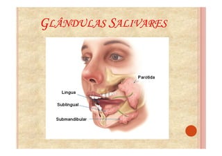 GLÂNDULAS SALIVARES
 