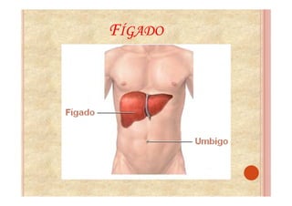 FÍGADO
 