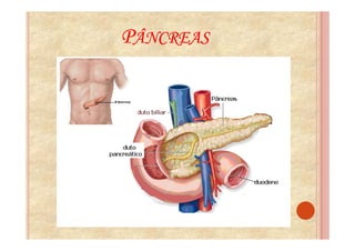 PÂNCREAS
 