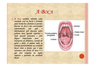 A BOCA
A boca também referida como
cavidade oral ou bucal é formada
pelas bochechas (formam as paredes
laterais da face e são constituídas
externamente      por     pele    e
internamente por mucosa), pelos
palatos duro (parede superior) e
mole (parede posterior) e pela
língua (importante para o
transporte de alimentos, sentido do
gosto e fala). O palato mole se
          fala).
estende posteriormente na cavidade
bucal como a úvula, que é uma
estrutura com forma de letra V e
que está suspensa na região
superior e posterior da cavidade
bucal.
bucal.
 