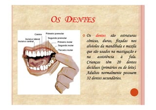 OS DENTES
       Os dentes são estruturas
       cônicas, duras, fixadas nos
       alvéolos da mandíbula e maxila
       que são usados na mastigação e
       na assistência à fala.     fala.
       Crianças têm 20 dentes
                                 leite).
       decíduos (primários ou de leite).
       Adultos normalmente possuem
                 secundários.
       32 dentes secundários.
 