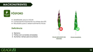 10
MACRONUTRIENTES
FÓSFORO
● Mobilidade: pouco móvel;
● Componente importante na sintese de ATP;
● Necessário para o desenvolvimento inicial.
Deficiência
● Nanismo;
● Folhas com as bordas arroxeadas;
● Aumenta o tempo para se produzir.
 