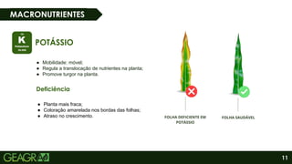 11
MACRONUTRIENTES
POTÁSSIO
● Mobilidade: móvel;
● Regula a translocação de nutrientes na planta;
● Promove turgor na planta.
Deficiência
● Planta mais fraca;
● Coloração amarelada nos bordas das folhas;
● Atraso no crescimento.
 