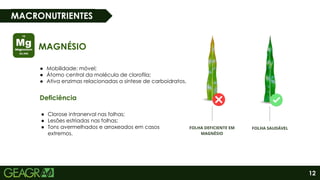 12
MACRONUTRIENTES
MAGNÉSIO
● Mobilidade: móvel;
● Átomo central da molécula de clorofila;
● Ativa enzimas relacionadas a síntese de carboidratos.
Deficiência
● Clorose intranerval nas folhas;
● Lesões estriadas nas folhas;
● Tons avermelhados e arroxeados em casos
extremos.
 