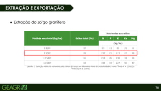 16
EXTRAÇÃO E EXPORTAÇÃO
● Extração do sorgo granífero
 