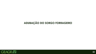 22
ADUBAÇÃO DO SORGO FORRAGEIRO
 
