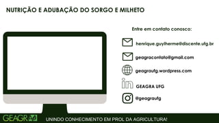 Entre em contato conosco:
geagraufg.wordpress.com
geagracontato@gmail.com
GEAGRA UFG
@geagraufg
UNINDO CONHECIMENTO EM PROL DA AGRICULTURA!
NUTRIÇÃO E ADUBAÇÃO DO SORGO E MILHETO
henrique.guylherme@discente.ufg.br
 
