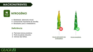 9
MACRONUTRIENTES
NITROGÊNIO
● Mobilidade: altamente móvel;
● Componente importante da clorofila;
● Necessário para o metabolismo.
Deficiência
● Panícula menos produtiva;
● Porte da planta reduzido;
● Clorose das folhas.
 