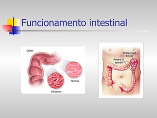 Funcionamento intestinal 