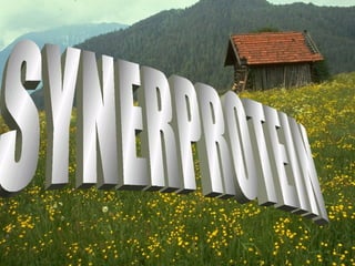 SYNERPROTEIN 