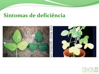 Sintomas de deficiência
Fonte:Biosoja-Agrociência,2018.
 
