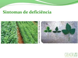 Sintomas de deficiência
Fonte:Biosoja-Agrociência,2018.Fonte:Biosoja-Agrociência,2018.Fonte:Biosoja-Agrociência,2018.
 